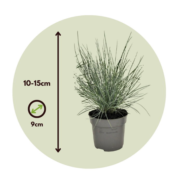 Festuca glauca 'Elijah Blue' - Set van 9 - Siergras