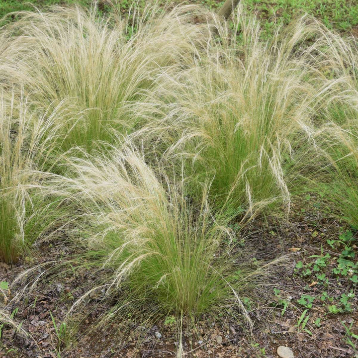 Stipa tenuifolia 'Pony Tails' - Set van 3 - Siergras