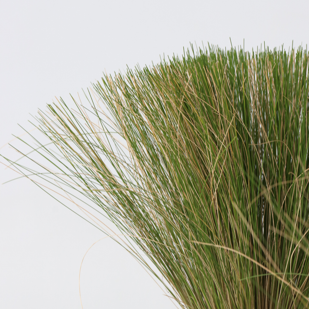 Stipa tenuifolia 'Pony Tails' - Set van 3 - Siergras