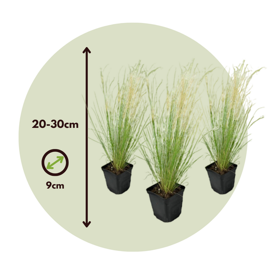 Stipa tenuifolia 'Pony Tails' - Set van 3 - Siergras