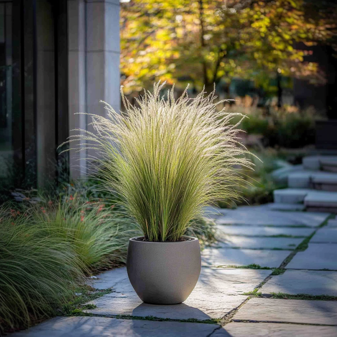 Stipa tenuifolia 'Pony Tails' - Set van 3 - Siergras