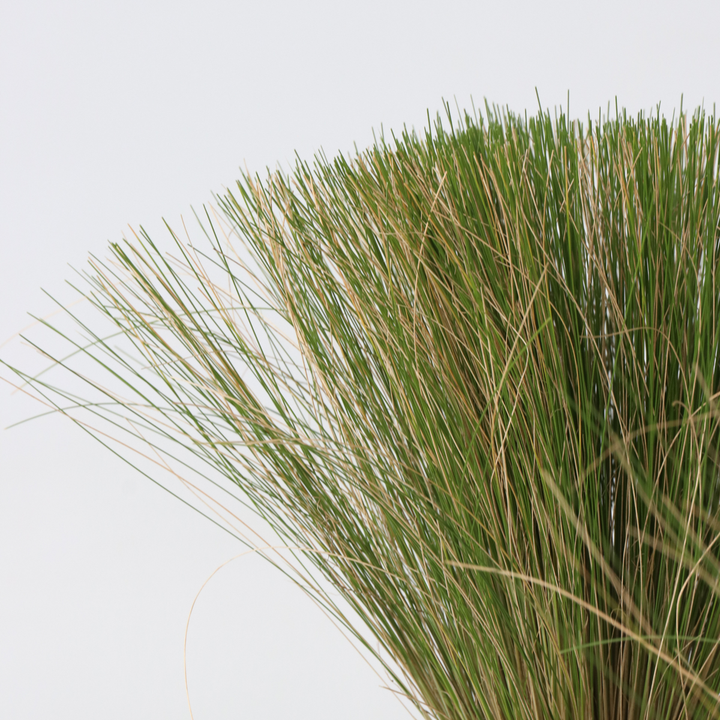 Stipa tenuifolia 'Pony Tails' - Set van 9 - Siergras