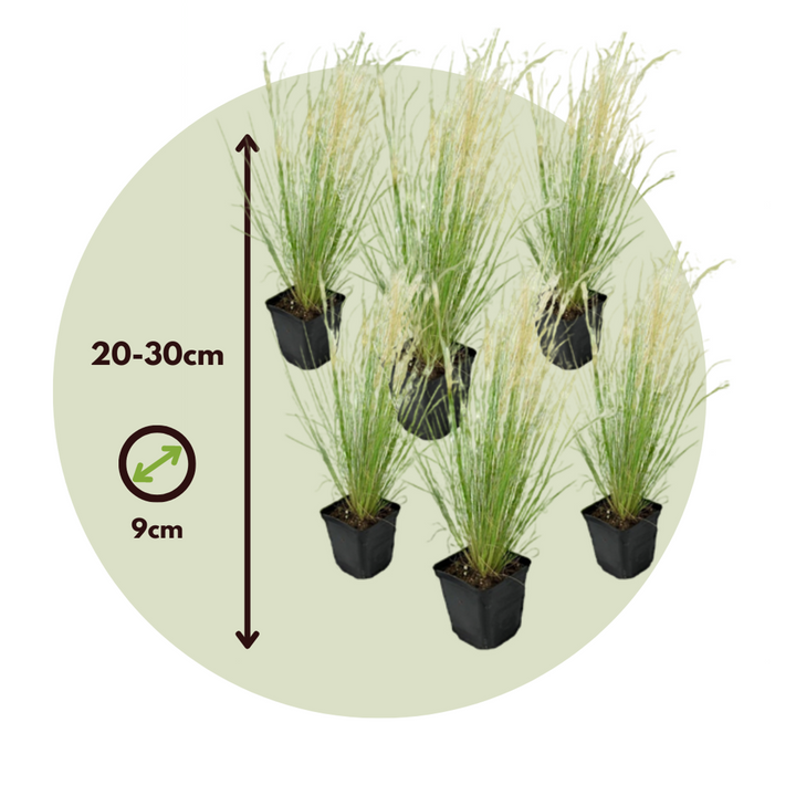 Stipa tenuifolia 'Pony Tails' - Set van 6 - Siergras