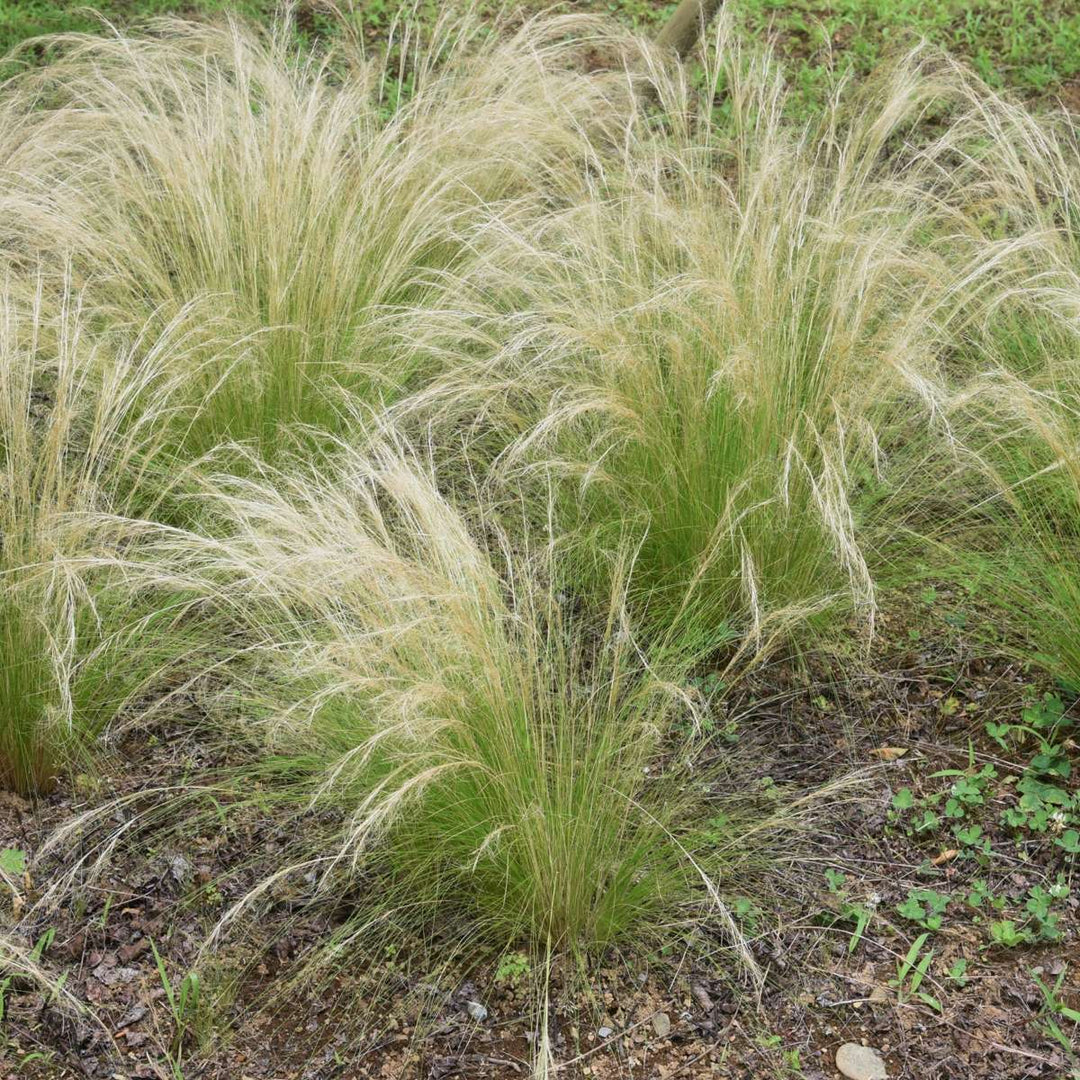 Stipa tenuifolia 'Pony Tails' - Set van 9 - Siergras