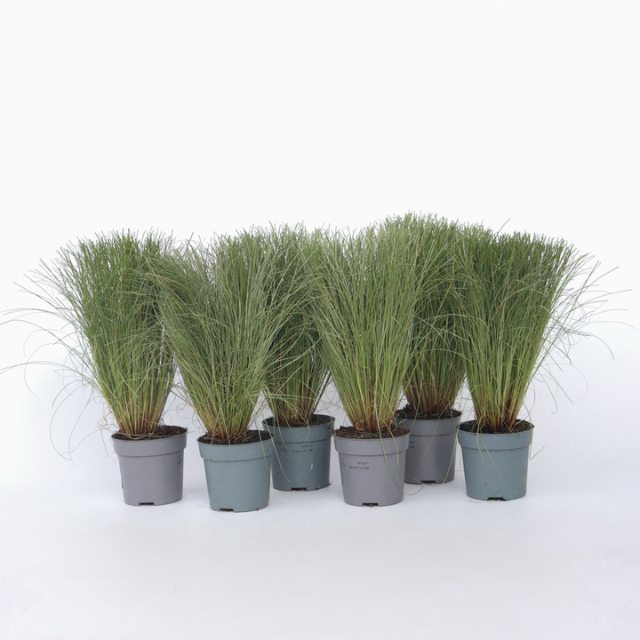 Stipa tenuifolia 'Pony Tails' - Set van 9 - Siergras