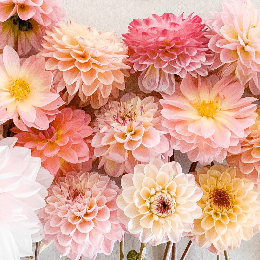 Dahlia 'Break Out' - Set van 3 - Dahliaknollen