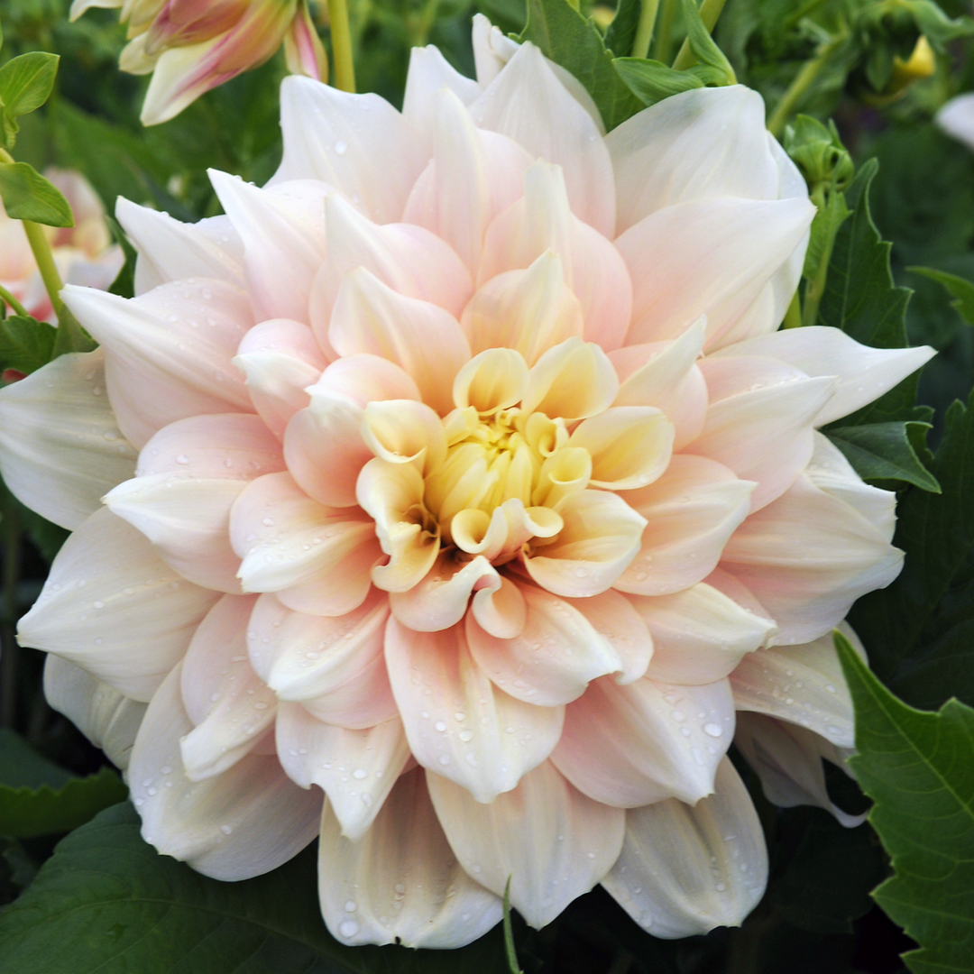 Dahlia 'Break Out' - Set van 3 - Dahliaknollen