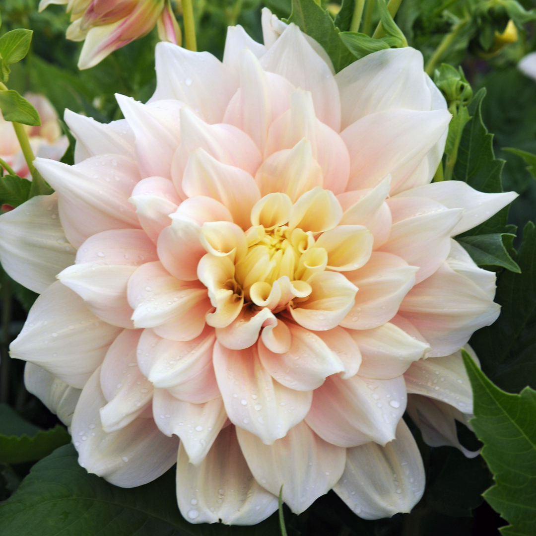 Dahlia 'Break Out' - Set van 3 - Dahliaknollen
