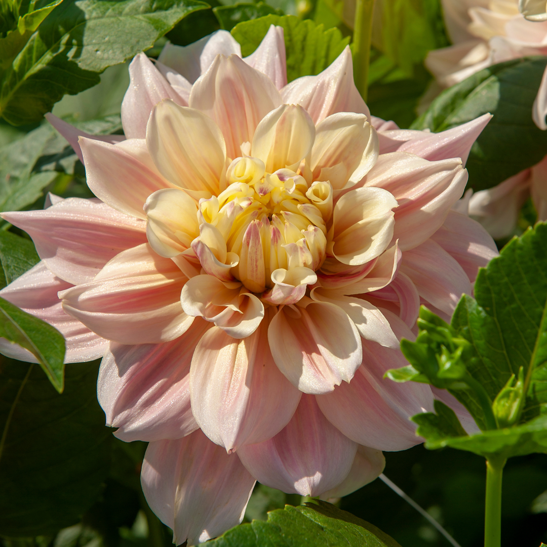 Dahlia 'Break Out' - Set van 3 - Dahliaknollen