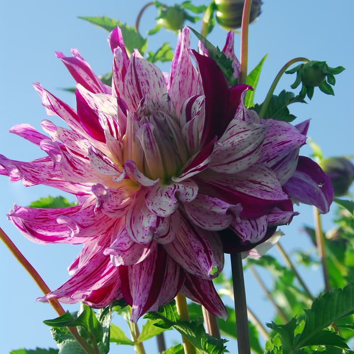Dahlia Bristol Stripe - Set van 3 - Dahliaknollen - FloraStore