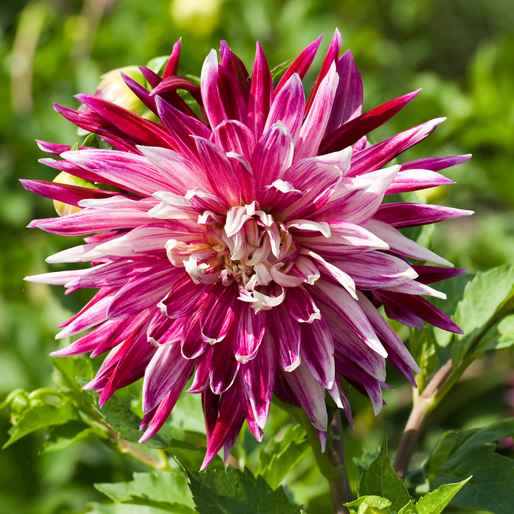 Dahlia Vancouver - Set van 3 - Dahliaknollen