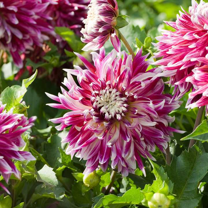 Dahlia Vancouver - Set van 3 - Dahliaknollen