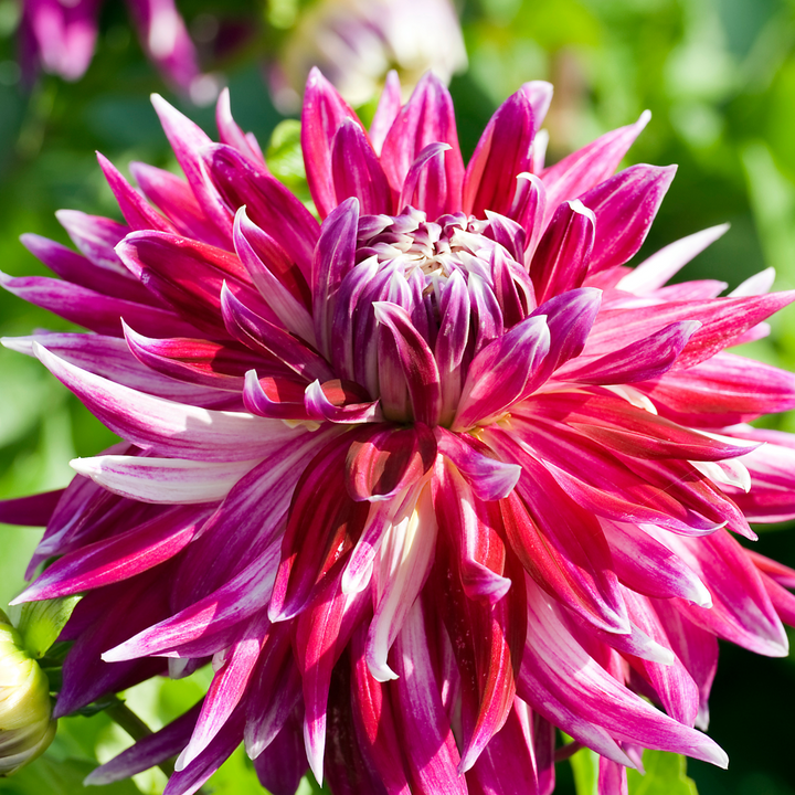 Dahlia Vancouver - Set van 3 - Dahliaknollen