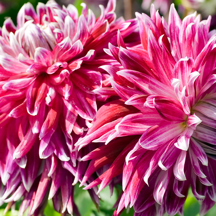 Dahlia Vancouver - Set van 3 - Dahliaknollen