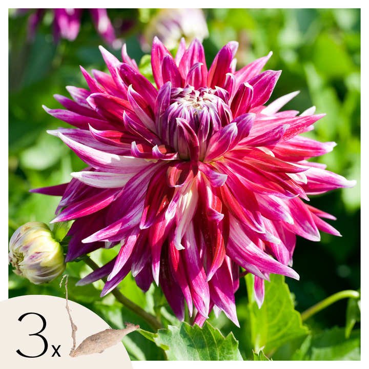 Dahlia Vancouver - Set van 3 - Dahliaknollen