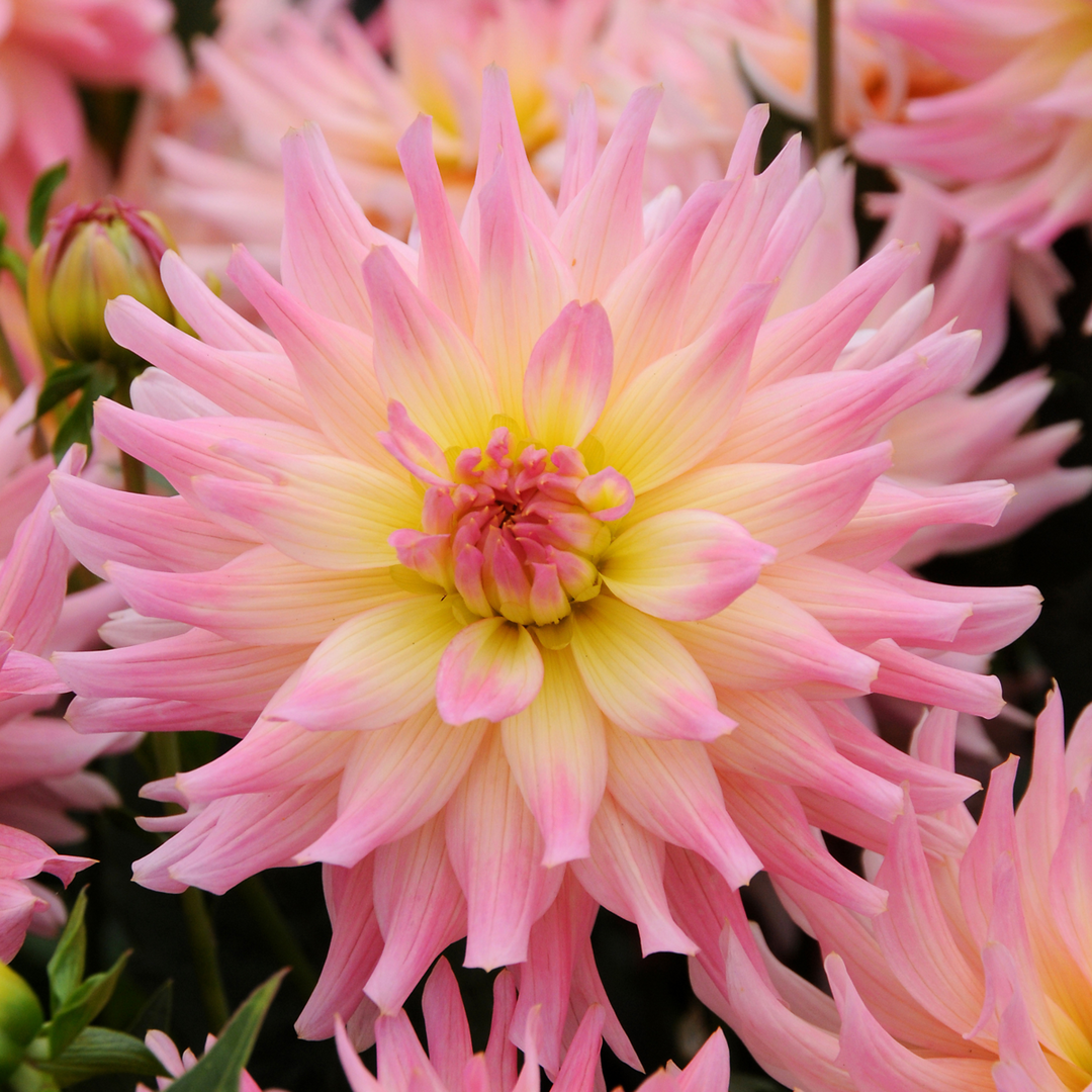 Dahlia 'Melody Gipsy' - Set van 3 - Dahliaknollen