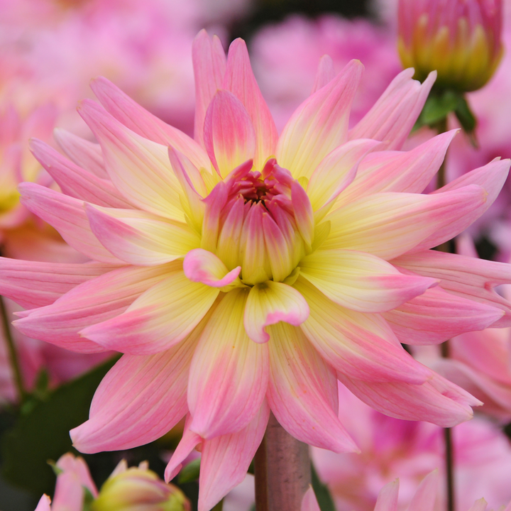 Dahlia 'Melody Gipsy' - Set van 3 - Dahliaknollen