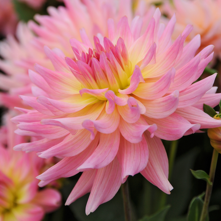 Dahlia 'Melody Gipsy' - Set van 3 - Dahliaknollen