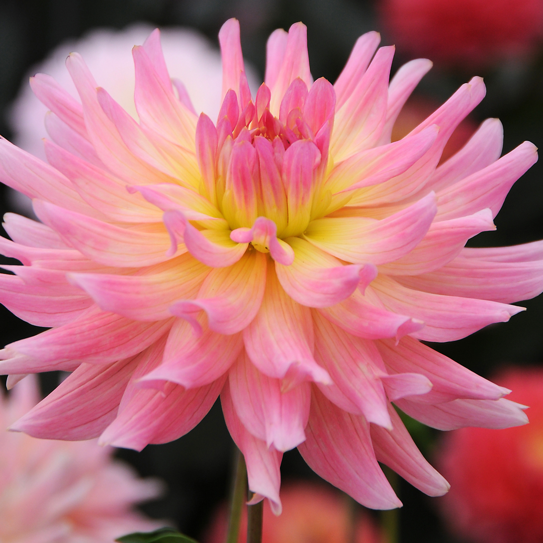 Dahlia 'Melody Gipsy' - Set van 3 - Dahliaknollen