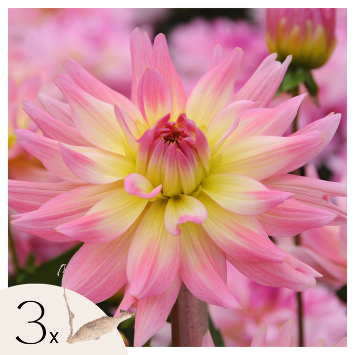 Dahlia 'Melody Gipsy' - Set van 3 - Dahliaknollen