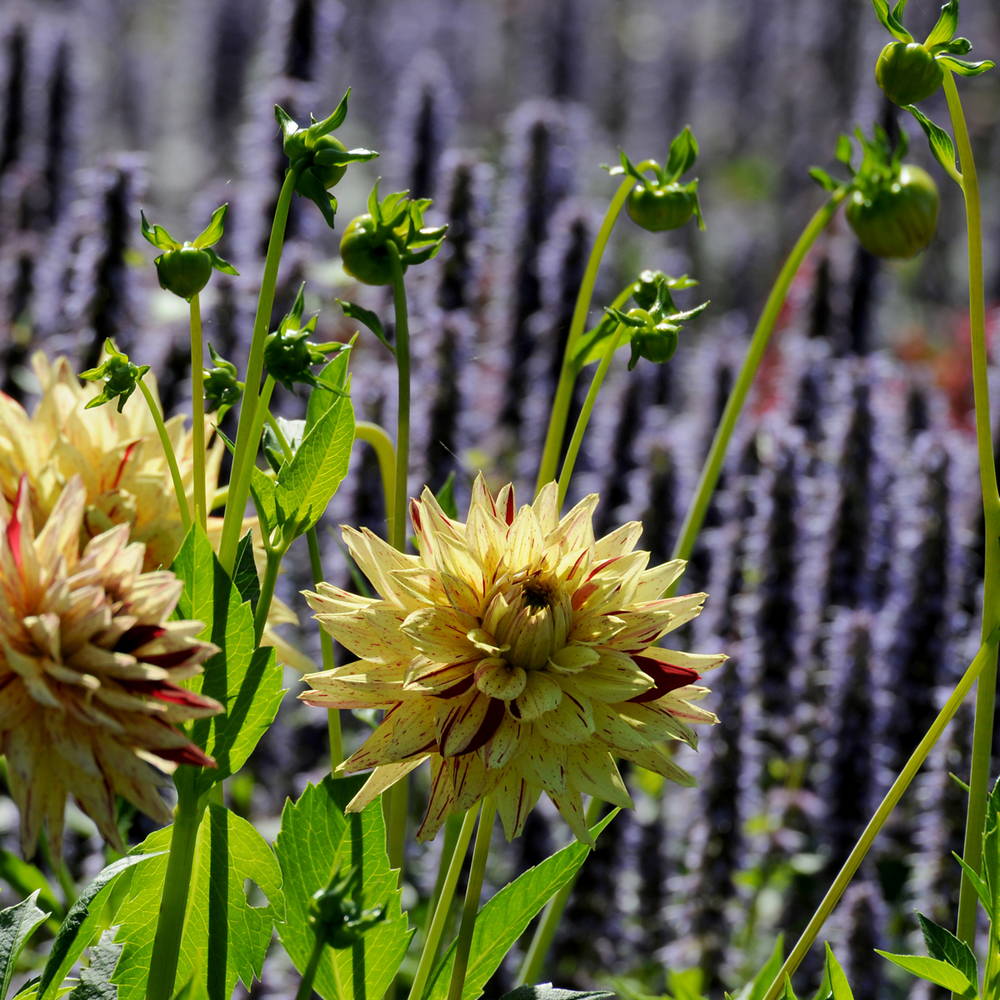 Daalia Cambridge - 3 tk komplekt - Daalia mugulad - FloraStore