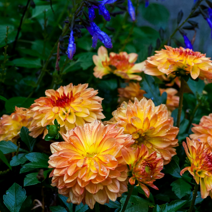 Dahlia 'Pacific Mix' - 3 stuks - Dahliaknollen