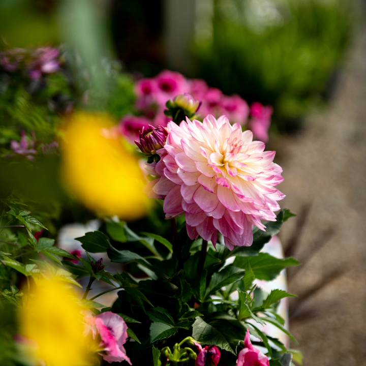 Dahlia 'Pacific Mix' - 3 stuks - Dahliaknollen