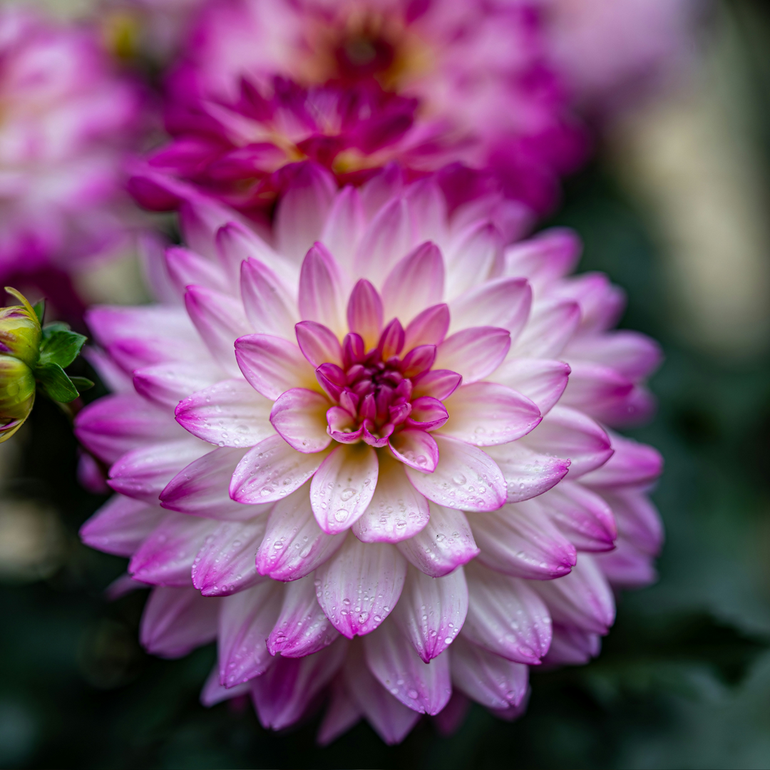 Dahlia 'Pacific Mix' - 3 stuks - Dahliaknollen