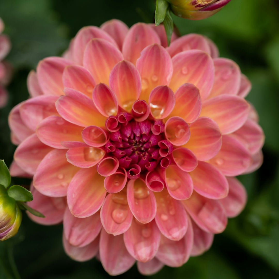 Dahlia 'Pacific Mix' - 3 stuks - Dahliaknollen