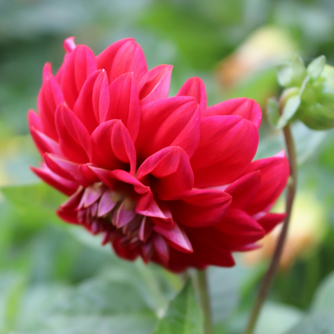 Dahlia 'Pacific Mix' - 3 stuks - Dahliaknollen