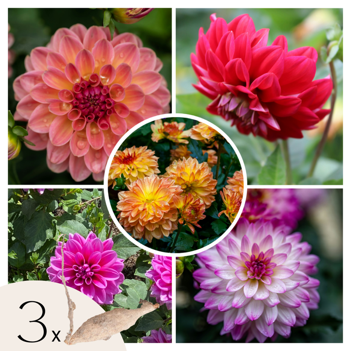 Dahlia 'Pacific Mix' - 3 stuks - Dahliaknollen