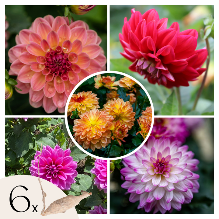 Dahlia Pacific Bulb Mix - Set van 6 - Dahliaknollen