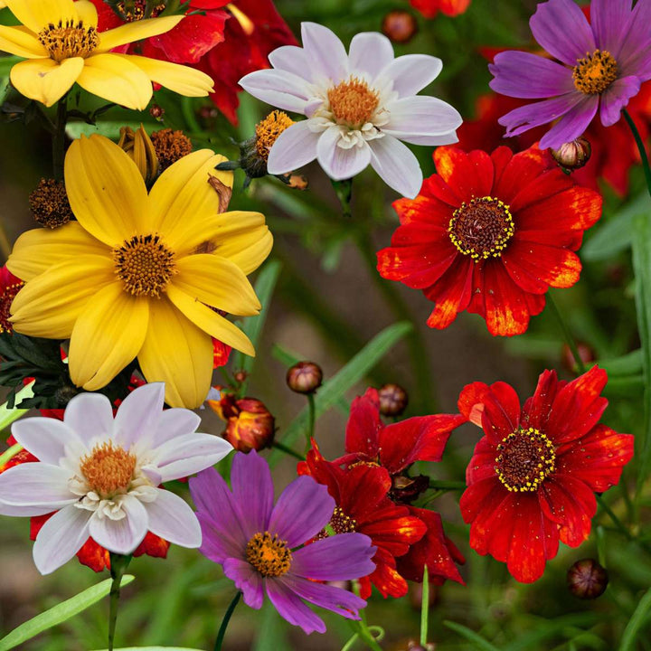 Dahlia 'Topmix' - 3 stuks - Dahliaknollen