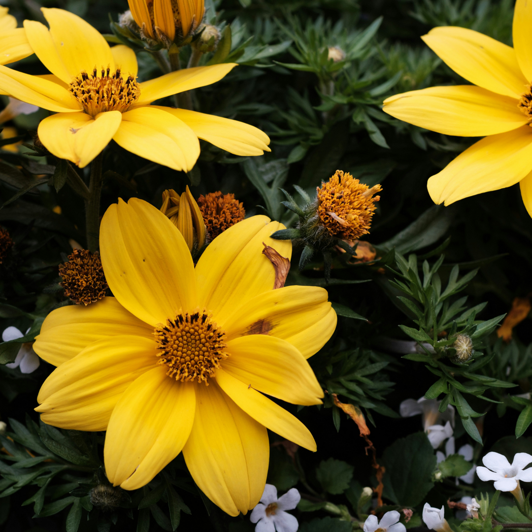 Dahlia 'Topmix' - 3 stuks - Dahliaknollen