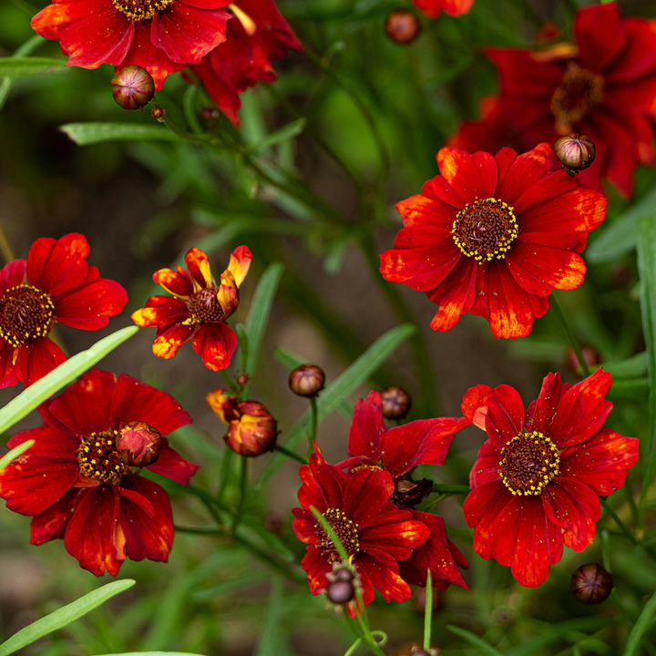 Dahlia 'Topmix' - 3 stuks - Dahliaknollen