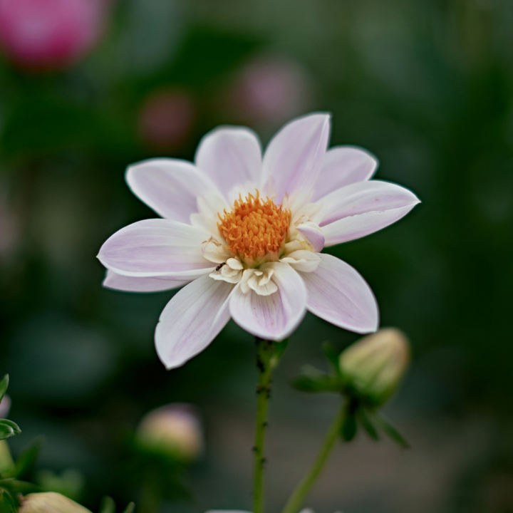 Dahlia 'Topmix' - 3 stuks - Dahliaknollen