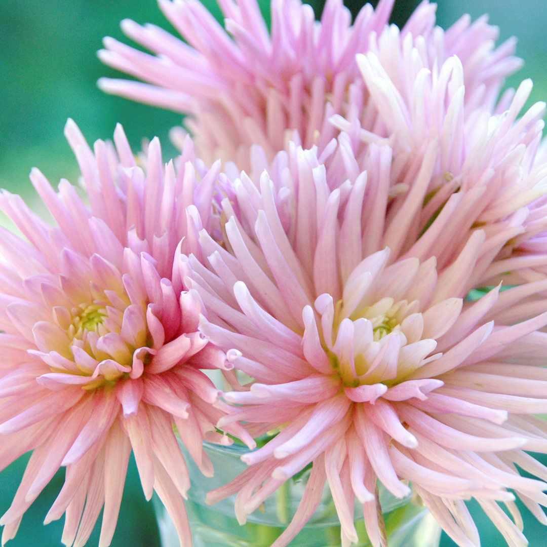 Dalija kaktus - lukovice dalije - mješavina od 5 - FloraStore