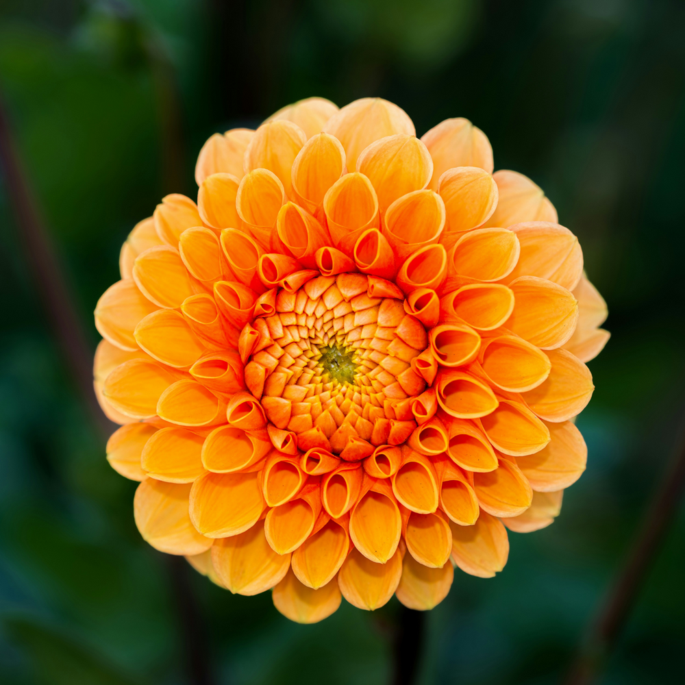 Dahlia Pompon - Dahlia gumbai - 5 rūšių mišinys - FloraStore