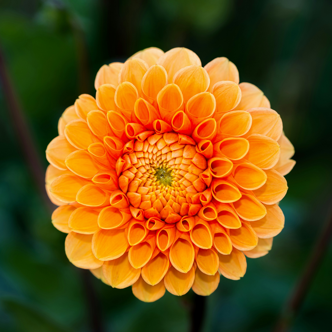 Dahlia Pompon - Dahlia gumbai - 5 rūšių mišinys - FloraStore