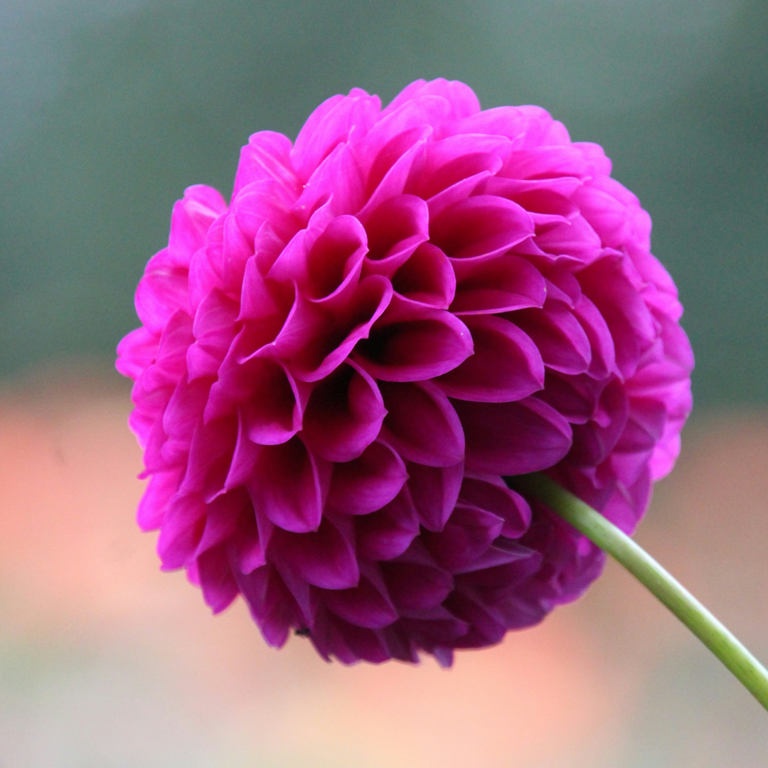 Dahlia Pompon - Dahlia gumbai - 5 rūšių mišinys - FloraStore