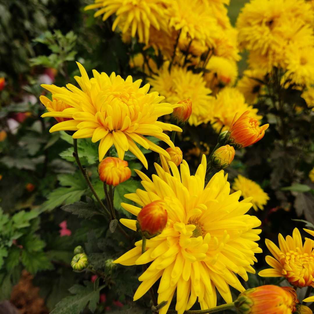 Dalija kaktus - lukovice dalije - mješavina od 5 - FloraStore