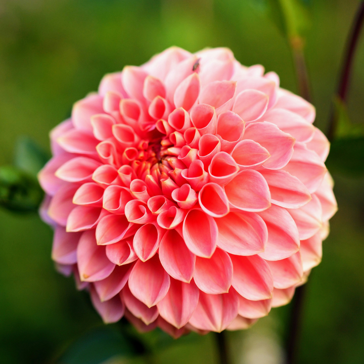 Dahlia Pompon - Dahlia gumbai - 5 rūšių mišinys - FloraStore