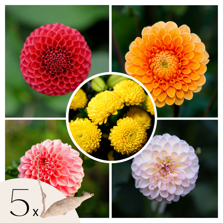 Dahlia Pompon - Dahlia gumbai - 5 rūšių mišinys - FloraStore