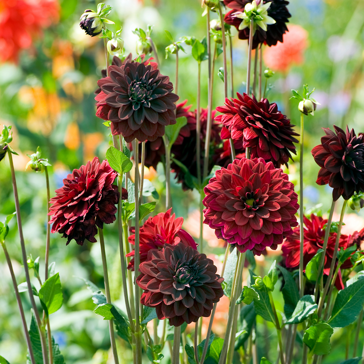 Dahlia 'Arabian Night' - 3 stuks - Dahliaknollen