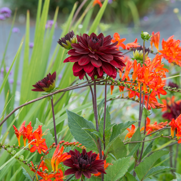 Dahlia 'Arabian Night' - 3 stuks - Dahliaknollen