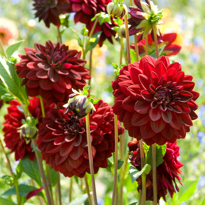 Dahlia 'Arabian Night' - 3 stuks - Dahliaknollen