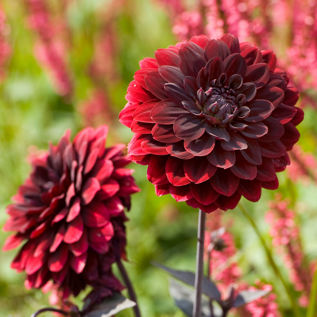 Dahlia 'Arabian Night' - 3 stuks - Dahliaknollen