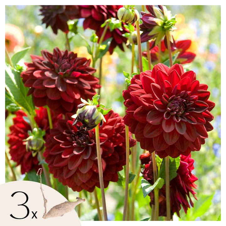 Dahlia 'Arabian Night' - 3 stuks - Dahliaknollen