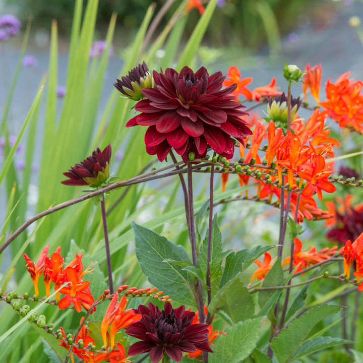 Dahlia 'Arabian Night' - 6 stuks - Dahliaknollen - FloraStore