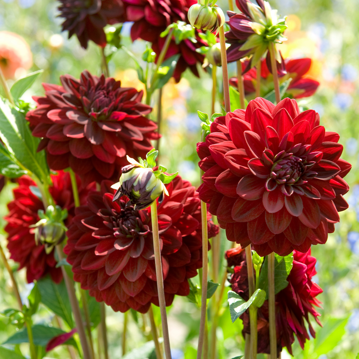 Dahlia 'Arabian Night' - 6 stuks - Dahliaknollen - FloraStore